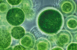 Le phytoplancton présent dans les photobioréacteurs consomme les déchets présents dans l'eau et forme une biomasse