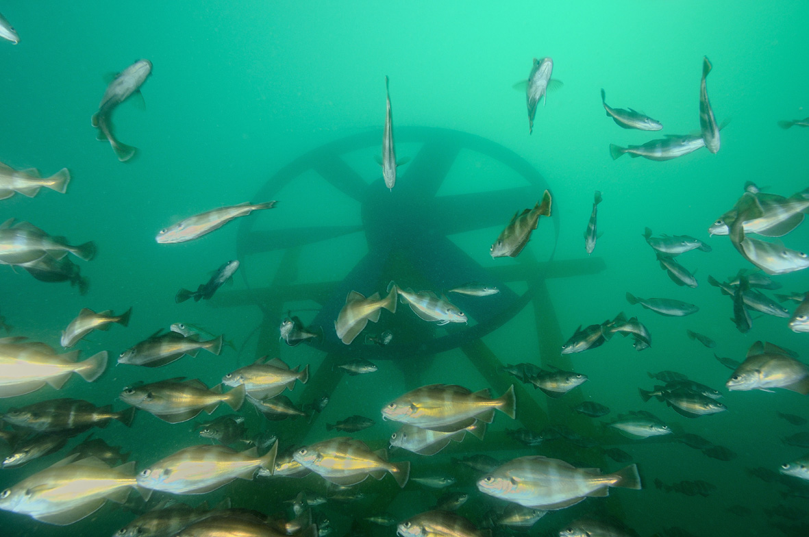 Energies marines : développement des éoliennes offshores et des