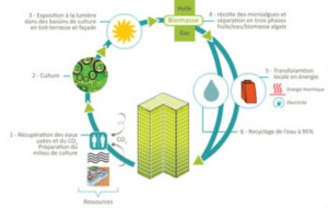 Le cycle de valorisation des déchets par les photobioréacteurs